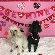 Puppy Love Valentine's Day Party